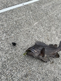 クロソイの釣果