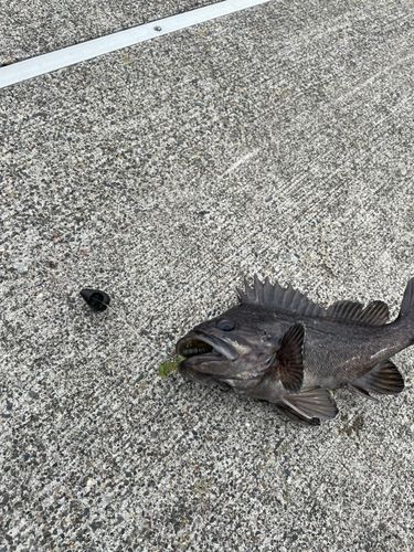 クロソイの釣果