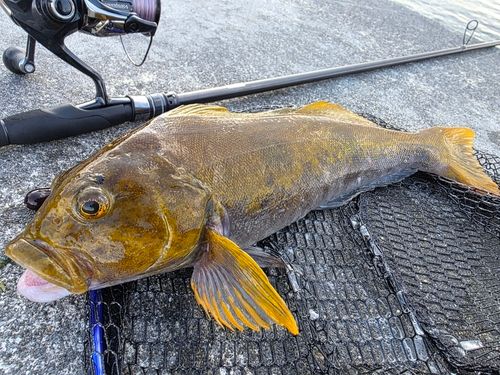 アイナメの釣果