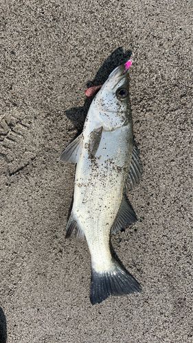 ヒラスズキの釣果