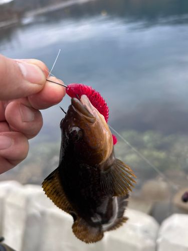 アイナメの釣果