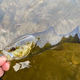 スモールマウスバス