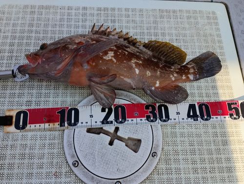 キジハタの釣果