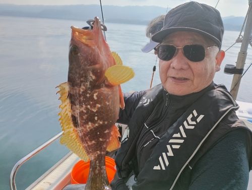 キジハタの釣果