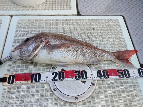 マダイの釣果