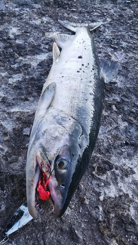 アキアジの釣果