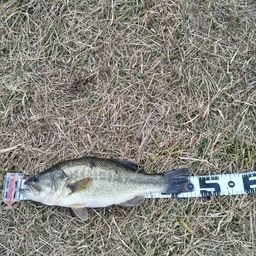 ラージマウスバス