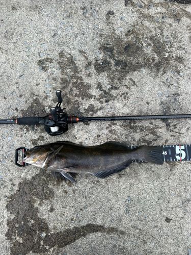 アイナメの釣果