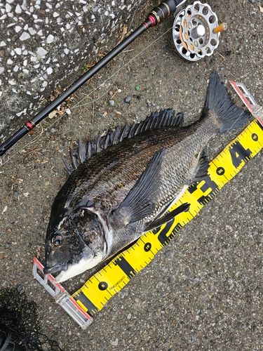 クロダイの釣果