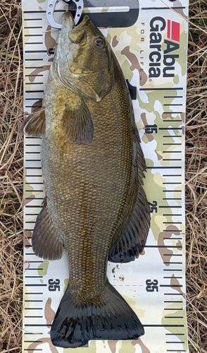 スモールマウスバスの釣果