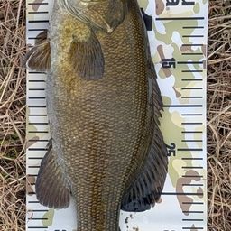 スモールマウスバス