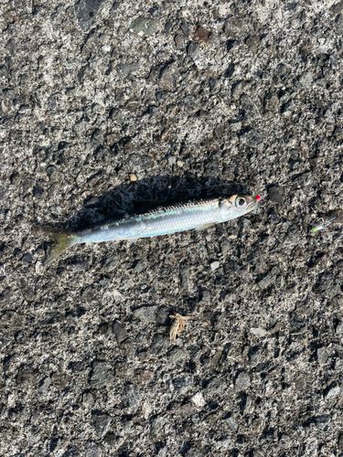 ウルメイワシの釣果