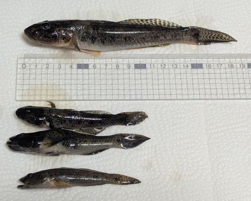 ウロハゼの釣果