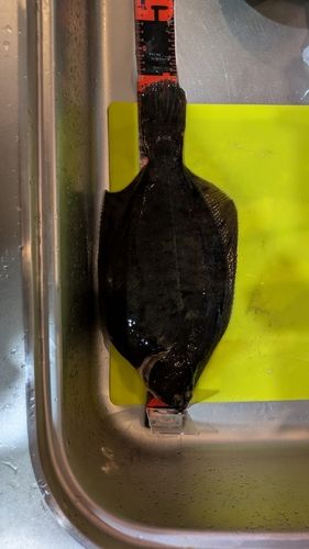 東京湾（アクアライン以北）