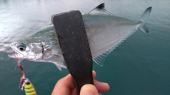 イケカツオの釣果