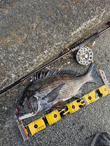 クロダイの釣果