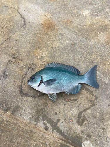 イスズミの釣果