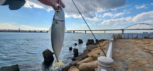 サバの釣果