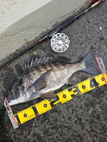 クロダイの釣果