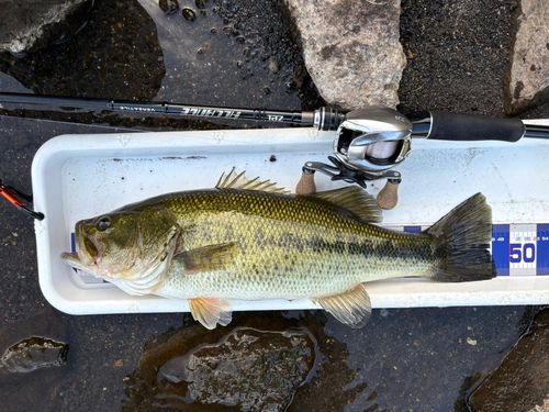 ブラックバスの釣果