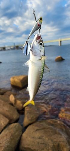 サバの釣果