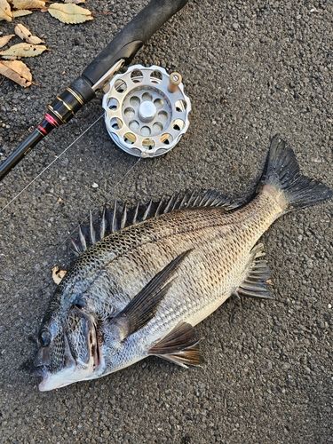 クロダイの釣果