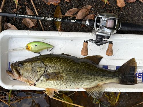 ブラックバスの釣果