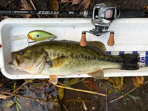ブラックバスの釣果
