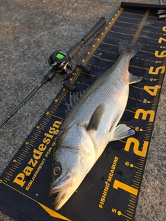 シーバスの釣果