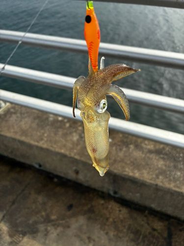 ヒイカの釣果