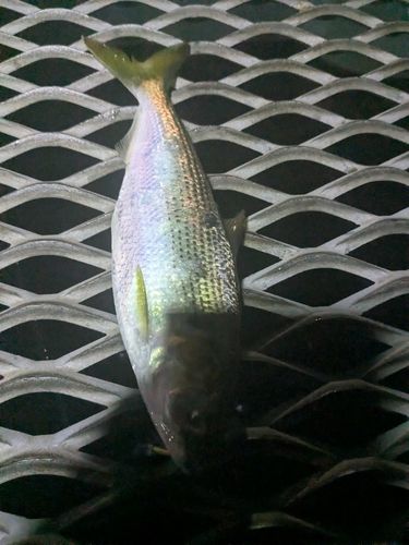 コノシロの釣果