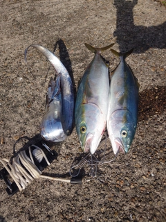 フクラギの釣果