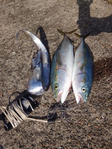 フクラギの釣果