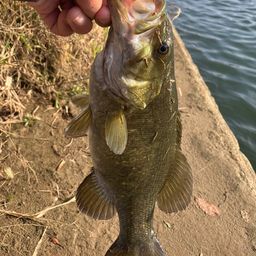 スモールマウスバス