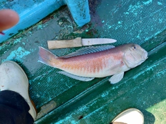 シロアマダイの釣果