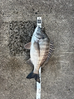 クロダイの釣果