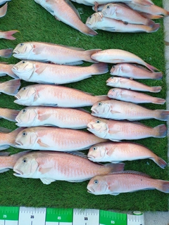 シロアマダイの釣果