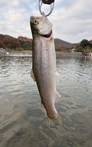 ニジマスの釣果