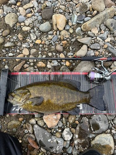 スモールマウスバスの釣果