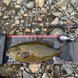 スモールマウスバス