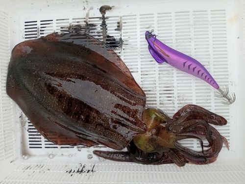 アオリイカの釣果