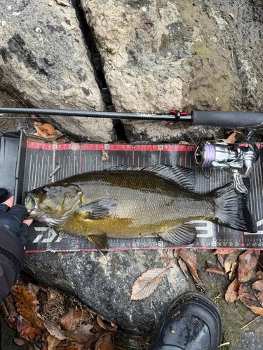 スモールマウスバスの釣果