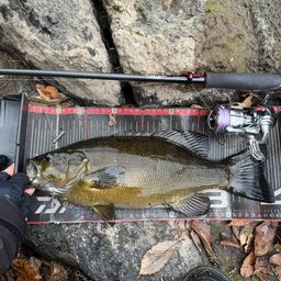 スモールマウスバス