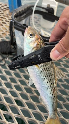 コノシロの釣果