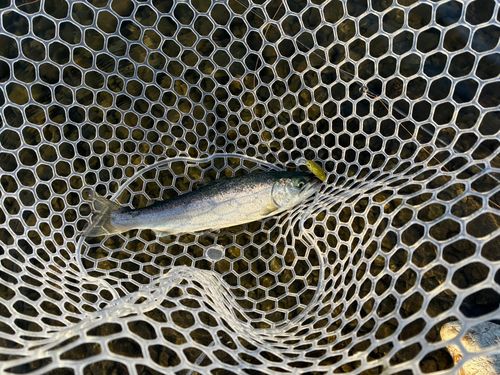 ニジマスの釣果