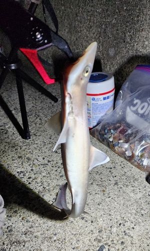 アジュール舞子