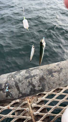 本牧海づり施設