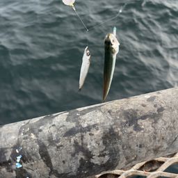 カタクチイワシ