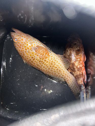 オオモンハタの釣果