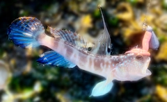 イトヒキハゼの釣果